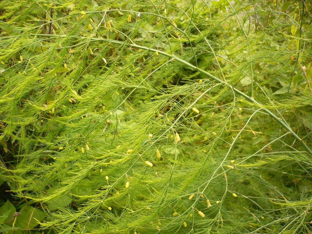 Asparagus officinalis subsp. officinalis (Asparagaceae)